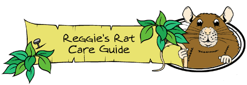 Reggie Rat Care Guide