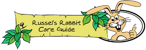 Russel Rabbit Care Guide