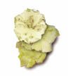flakedpeas.jpg (2475 bytes)