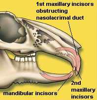 incisobstruction.gif (26367 bytes)