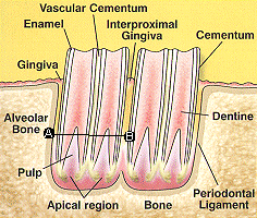 insideteeth.gif (45568 bytes)