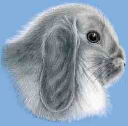 rabbithead.jpg (4468 bytes)