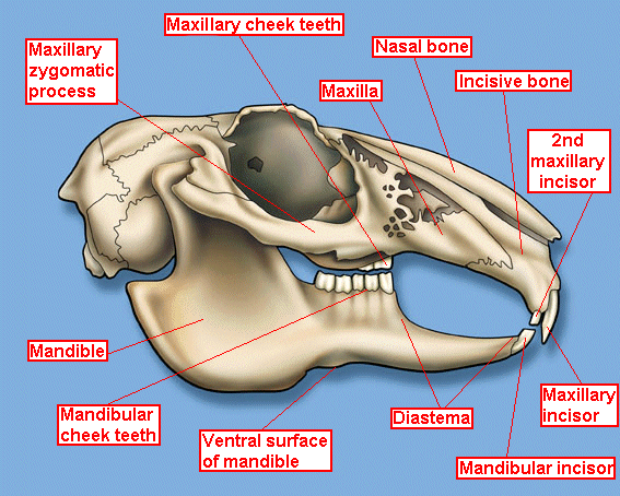 skulldent.gif (106082 bytes)
